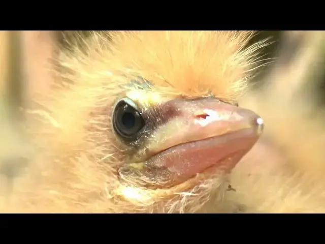 Video thumbnail for Ptaki Polski