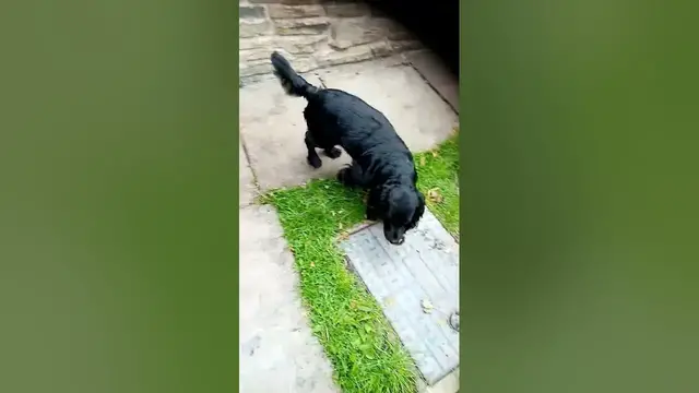 'Video thumbnail for Betty the Cocker spaniel #dog #woof #puppy'