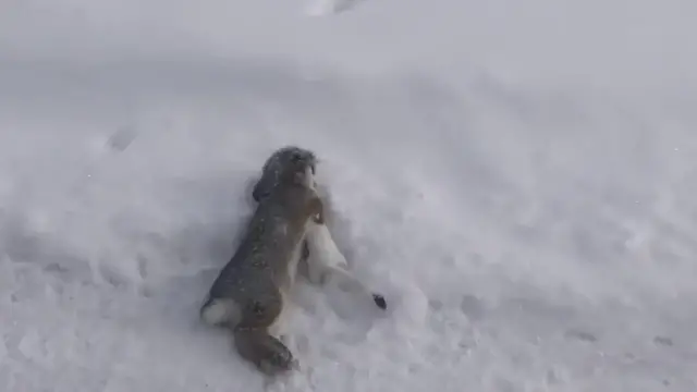 Video thumbnail for US: Tiny Weasel Drags Rabbit Nearly Twice Its Size Across Snow In Colorado.