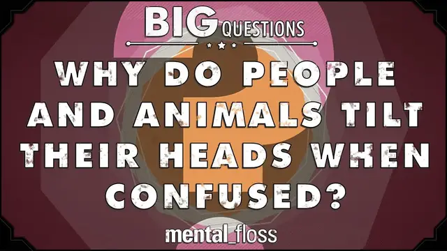'Video thumbnail for Why do people and animals tilt their heads when confused? - Big Questions - (Ep. 43) | Mental Floss'