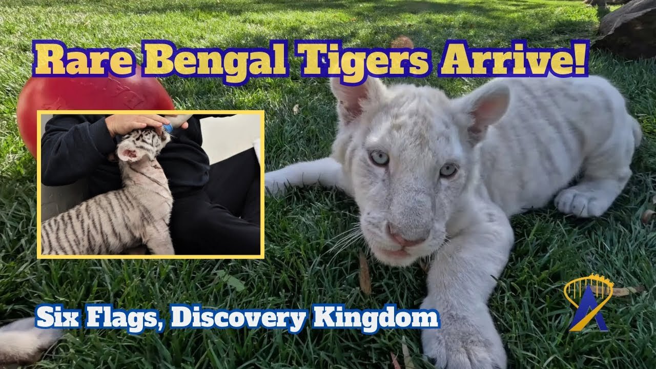 Video thumbnail for Six Flags Discovery Kingdom's New Pair of Rare Tiger Cubs!