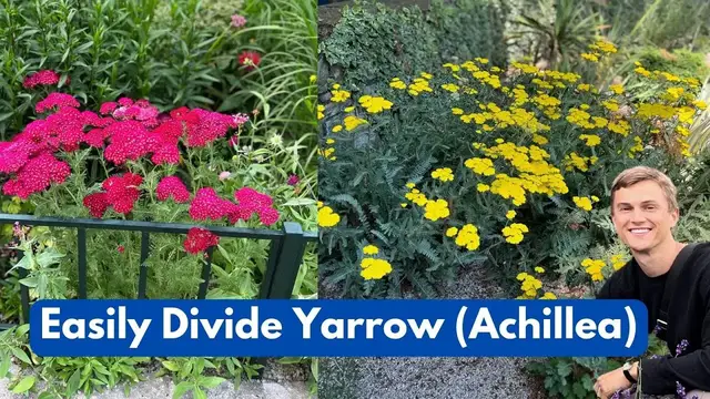 Video thumbnail for How to Divide Yarrow (Achillea) Plants Easily - Propagation through Division