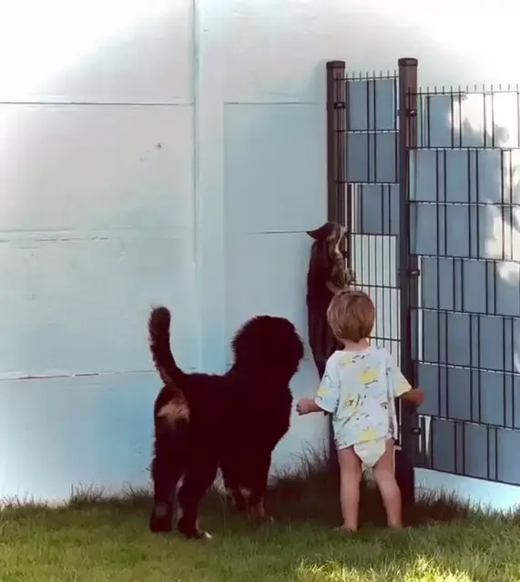 Video thumbnail for Cat Makes Daring Backyard Escape past Dog and Toddler