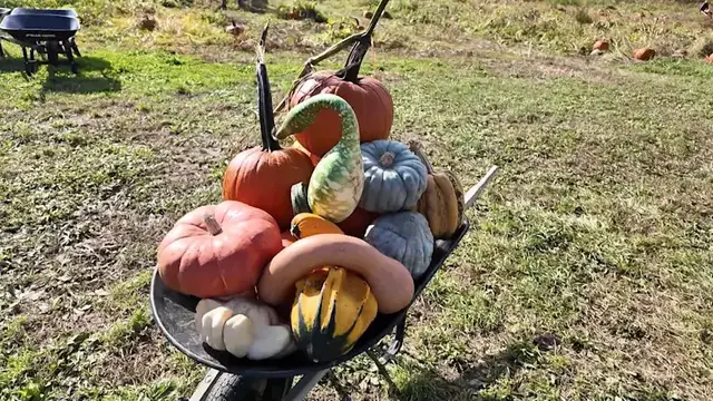 Video thumbnail for East End farms hope for busy weekend after rainy start to the fall harvest