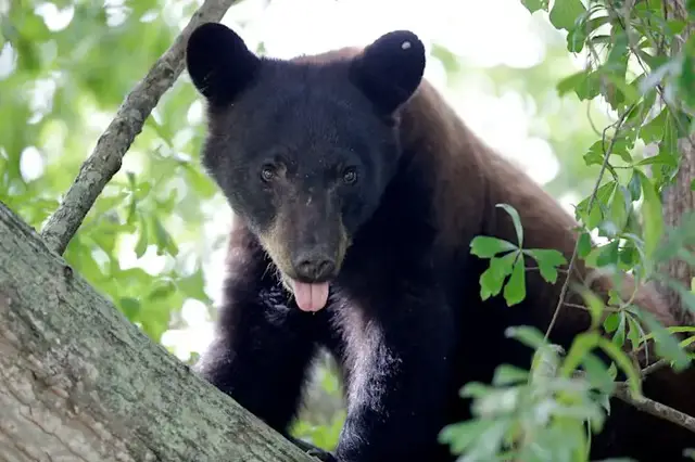 Video thumbnail for Nearly 370 bears killed during first phase of New Jersey bear hunt