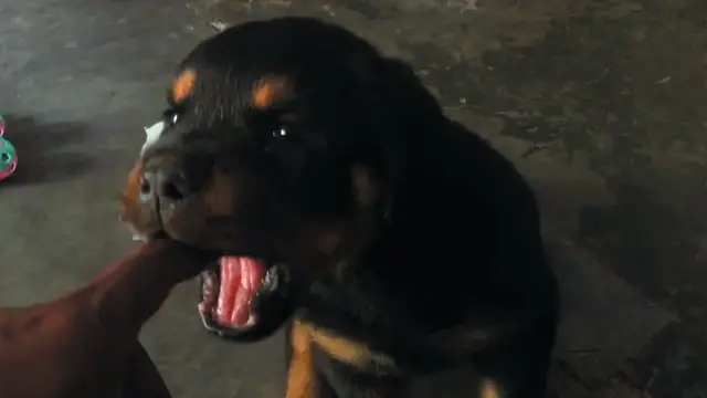 Video thumbnail for Rottweiler puppy 1 month