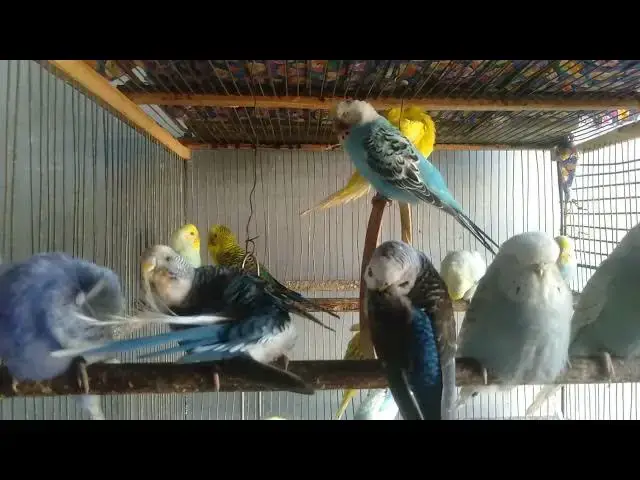 'Video thumbnail for Wellensittiche, wie du sie noch nie gesehen hast! 🐥🌈'