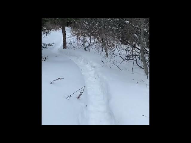 Video thumbnail for Walking a snowy trail