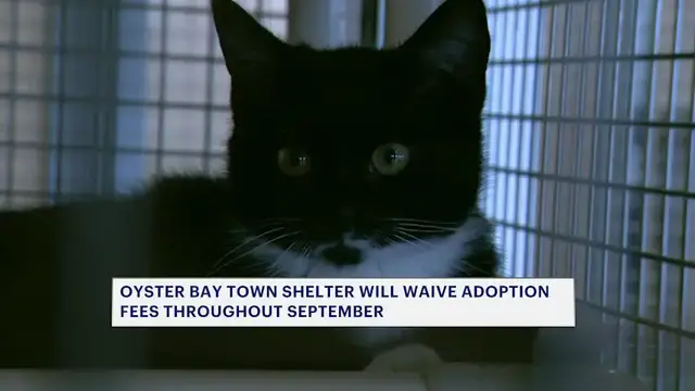 Video thumbnail for Oyster Bay shelter will waive adoption fees throughout September