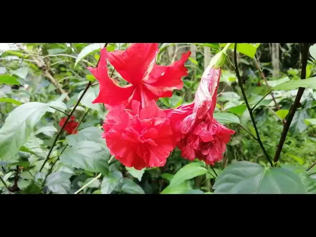 'Video thumbnail for Shoeblack Flower'