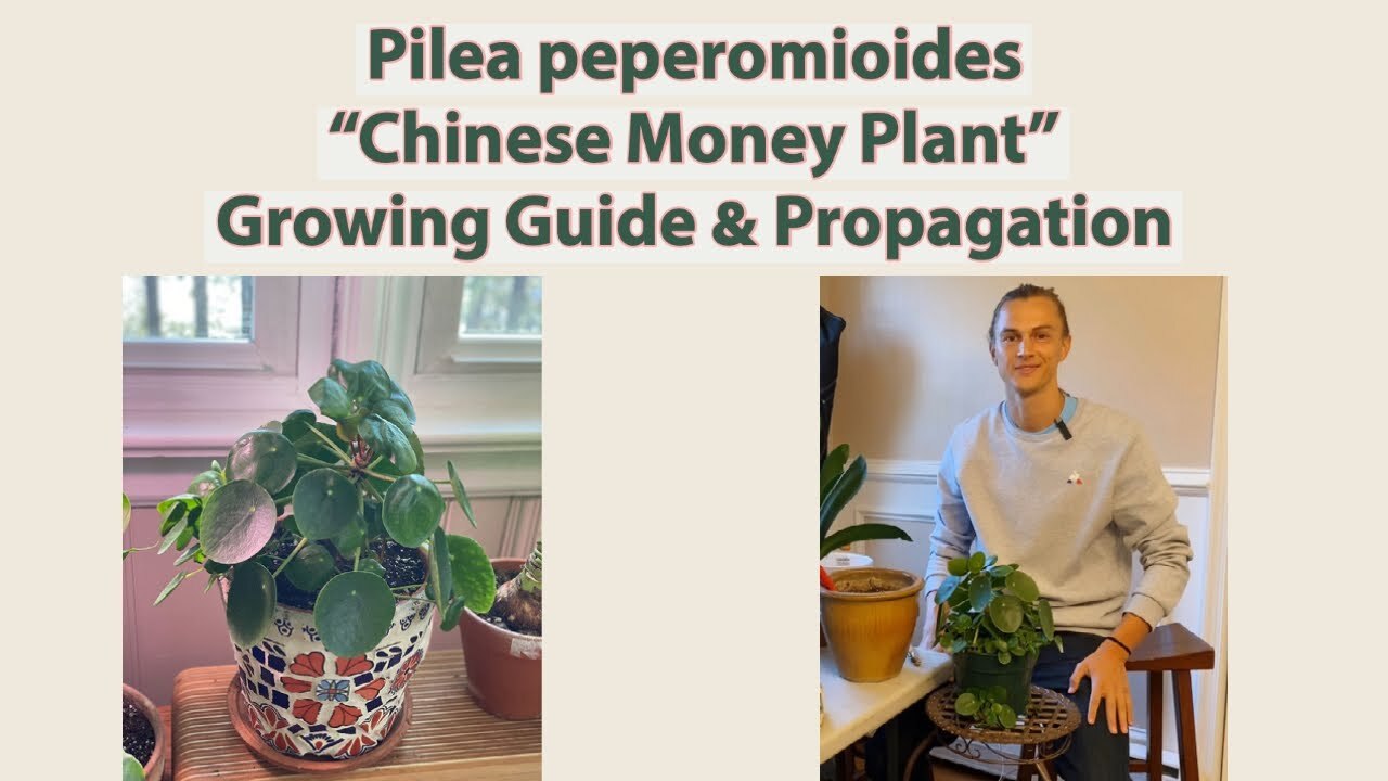 Video thumbnail for Pilea peperomioides 'Chinese Money Plant' Growing Guide & Propagation