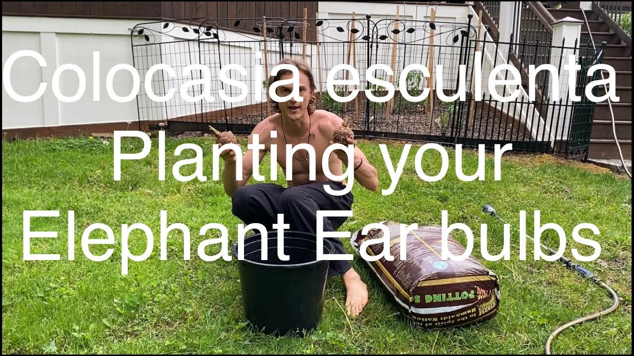 Video thumbnail for Colocasia esculenta: Planting Your Elephant Ear Bulbs