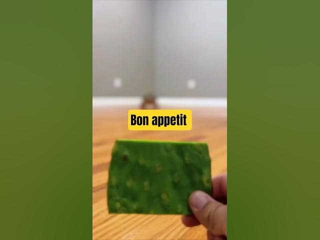 Video thumbnail for Eats faster than she walks.. #funny #animalfacts #funnyanimals #naturelovers