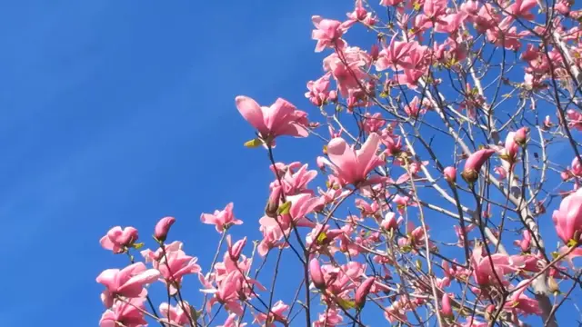 Video thumbnail for Blossom Trees