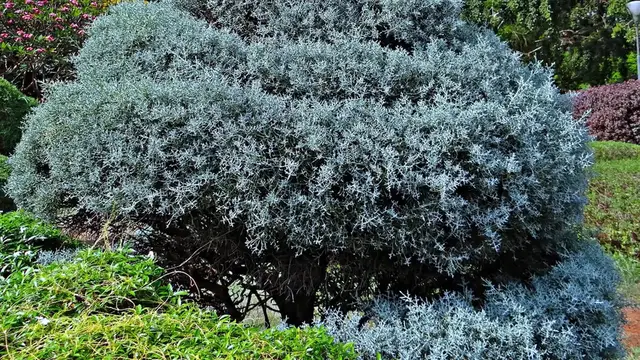 Video thumbnail for Easy Care Shrubs for Gardens