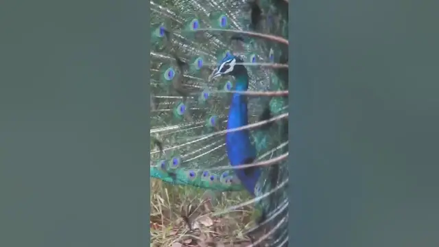 Video thumbnail for Peacock dance close up #shorts
