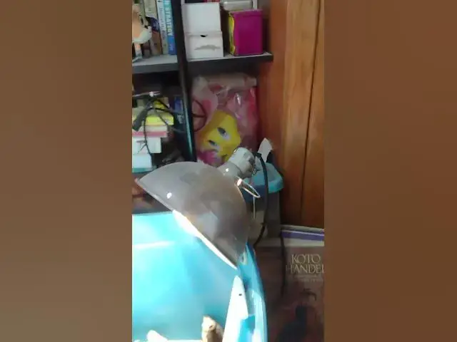 Video thumbnail for Mottled Houdan Baby Chicks Day 9 #Shorts