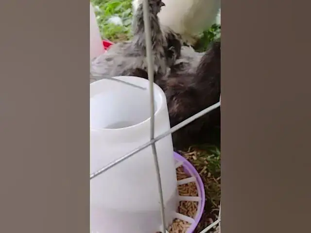 Video thumbnail for New Silkie Hens #Shorts