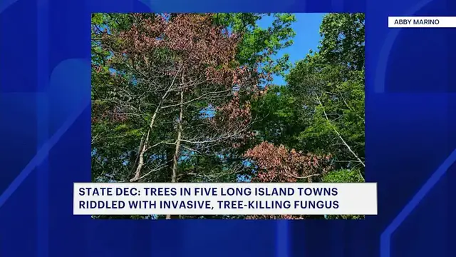 Video thumbnail for Trees in 5 Long Island towns riddled with invasive, tree-killing fungus