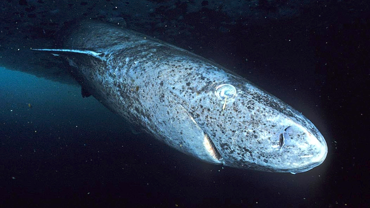 Video thumbnail for A closer look: Greenland shark, centuries-long lifespans, spotted in tropical Caribbean waters