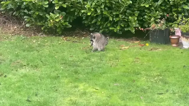Video thumbnail for Jimothy the Raccoon Caught on Camera Jumping for Joy