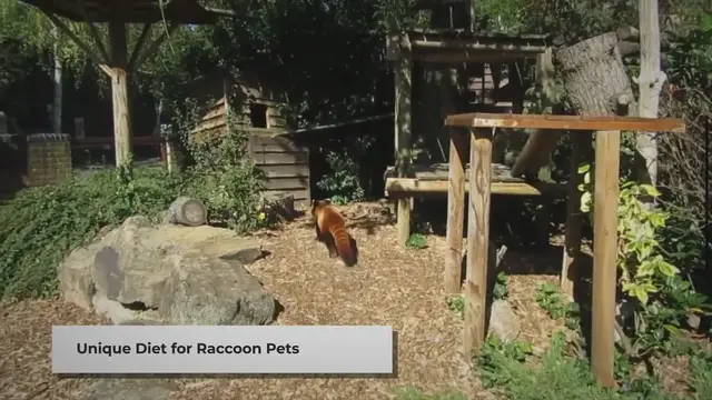 Video thumbnail for Feeding Pet Raccoons: A Quick Guide