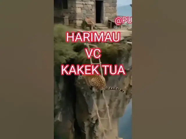 Video thumbnail for Harimau gunung