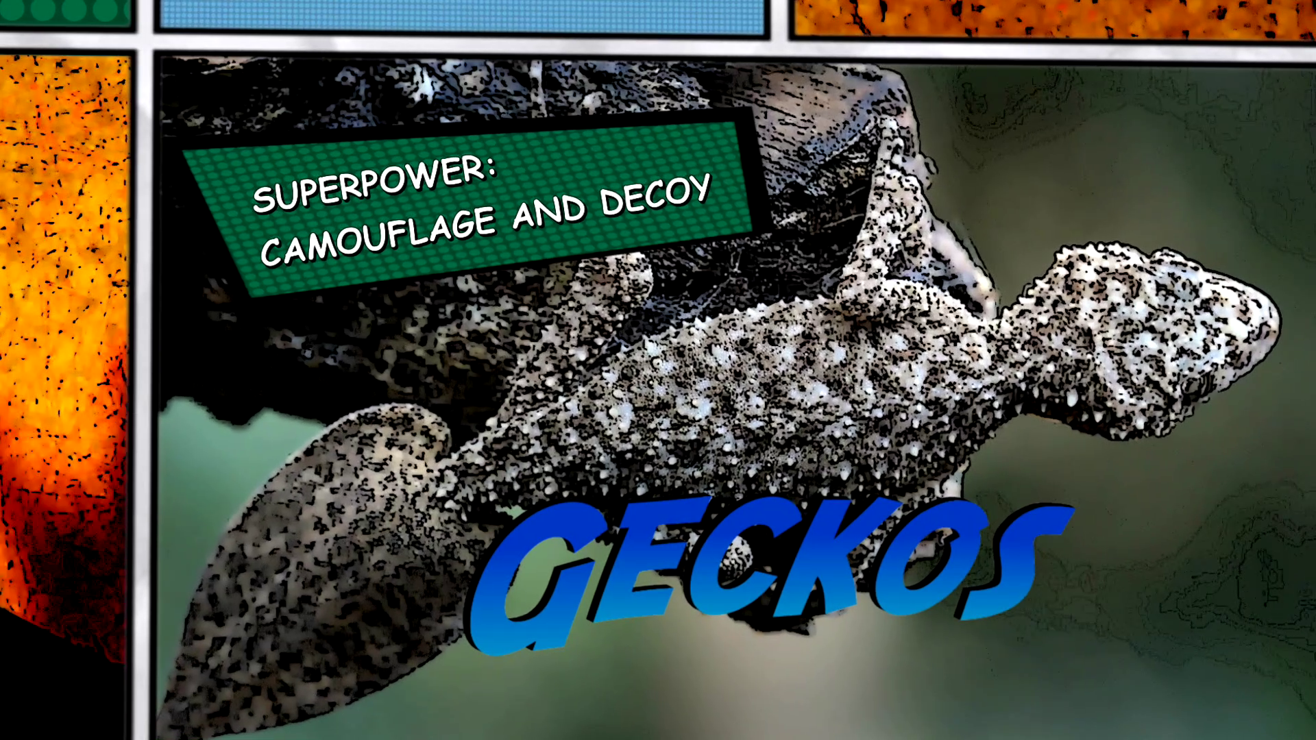 Video thumbnail for Super Animals -- Gecko