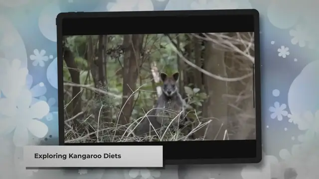 Video thumbnail for Feeding Pet Kangaroos: A Quick Guide