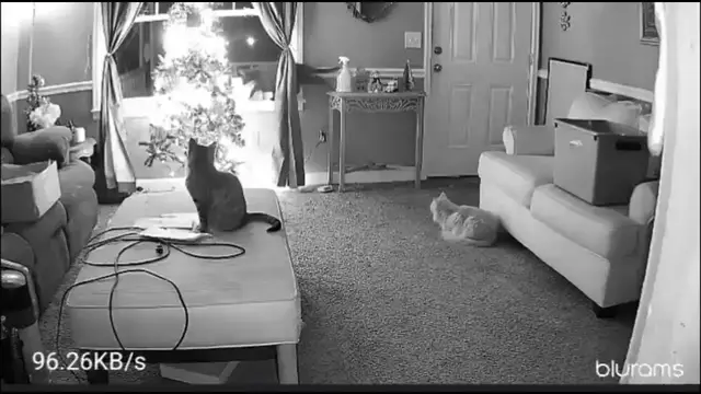 Video thumbnail for Cat Chaos: Christmas Tree Takedown!