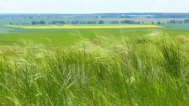 Video thumbnail for Best Ornamental Grasses for Small Gardens