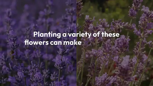 Video thumbnail for Best Flowers for Attracting Butterflies