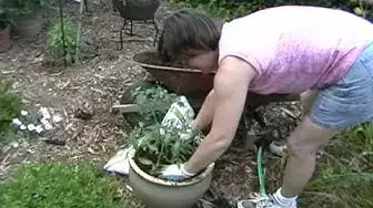 'Video thumbnail for Growing tomatoes in pots: how to plant tomatoes in containers and buckets.wmv'