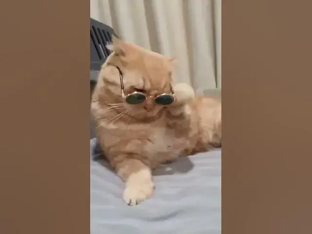 Video thumbnail for kitty with glasses