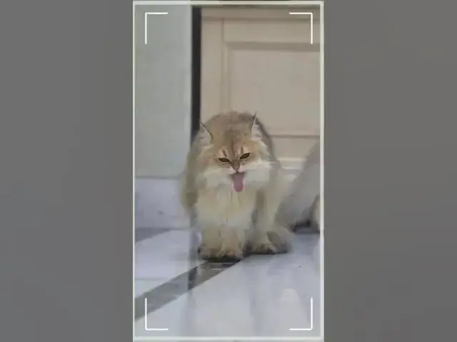 Video thumbnail for cat angry