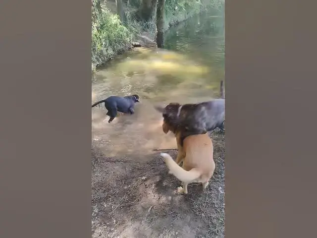 'Video thumbnail for what if a homeless person with 4 dogs find a other dog .'