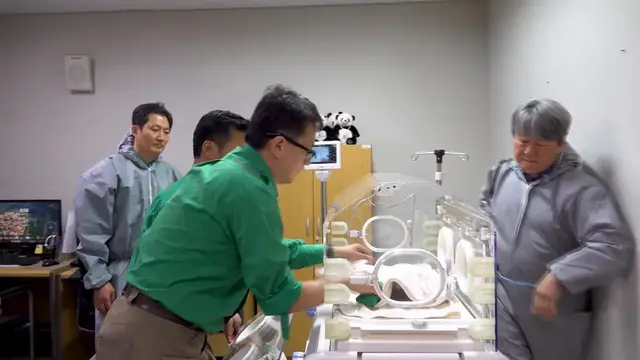 Video thumbnail for South Korea: S. Korea's Everland to launch public naming campaign for newborn giant panda cub.