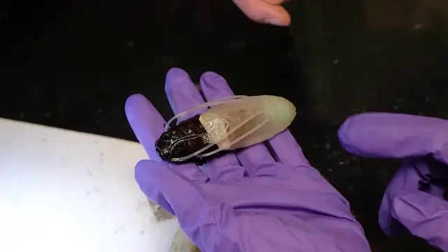 Video thumbnail for RAW Video: Cyborg cockroaches given tiny diving suits to hunt for disaster survivors.