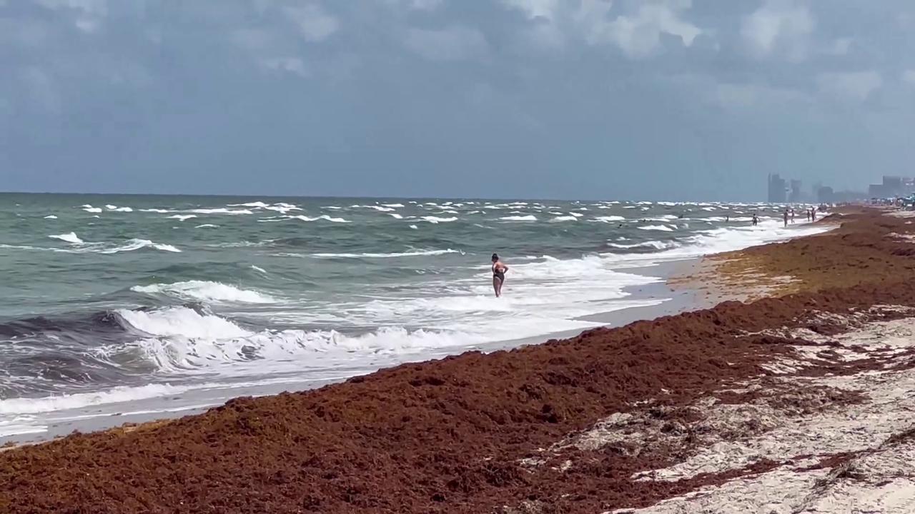 Video thumbnail for US: Tons of Seaweed at The Beach in Hollywood.