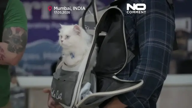 Video thumbnail for Cats in costumes and beauty contests draw crowds at expo