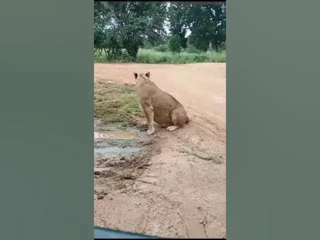 Video thumbnail for @# safari..African female lion...@#