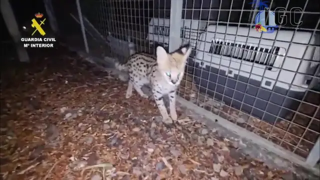 'Video thumbnail for Servale in Las Palmas de Gran Canaria beschlagnahmt'