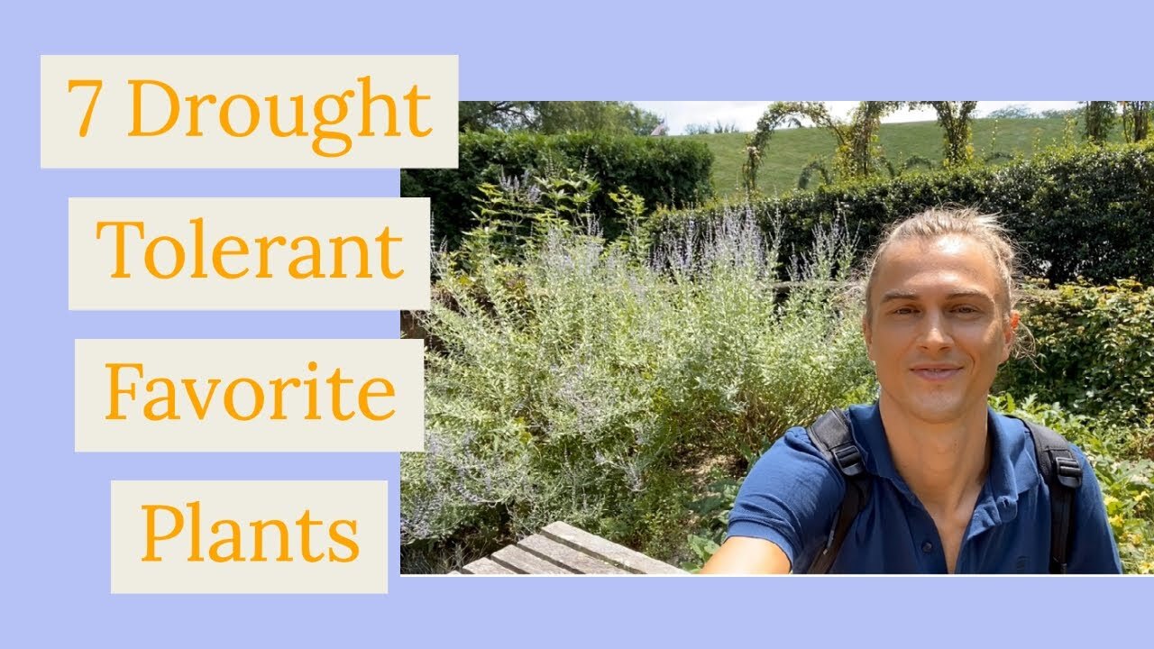 Video thumbnail for 7 Drought Tolerant Favorite Plants for your Garden