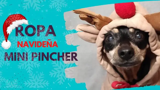 'Video thumbnail for Ropa navideña para perros 🐕'