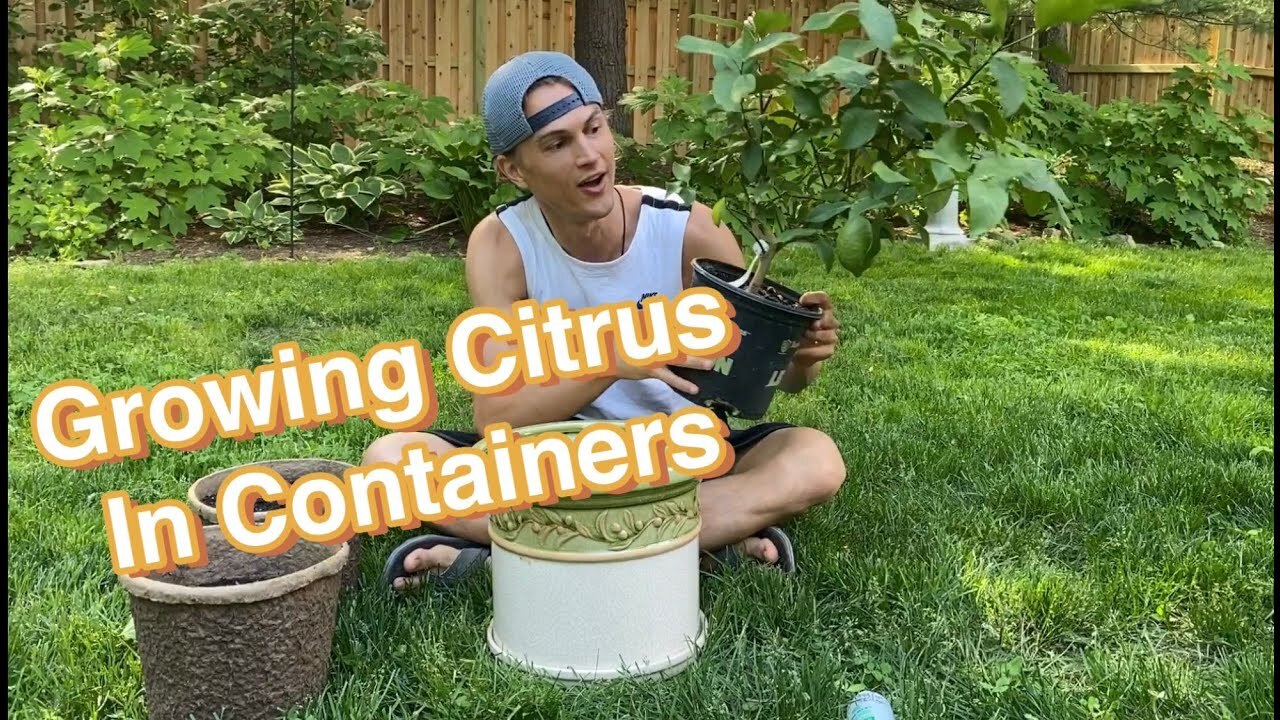 Video thumbnail for Growing Citrus in Containers! Everything You Need to Know for Success