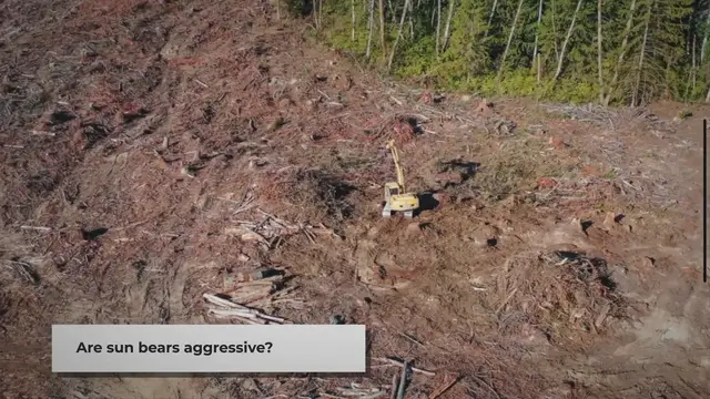 Video thumbnail for Are Sun Bears Aggressive? Debunking the Myth