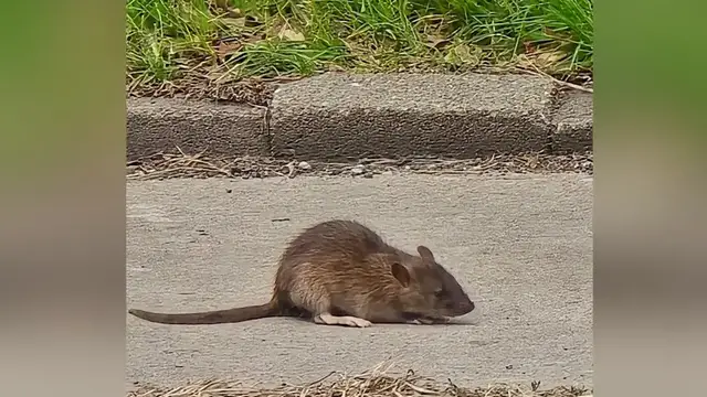 Video thumbnail for The Westchester Republican County Committee rat activity update three months later