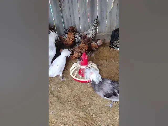 Video thumbnail for New Polish Chickens 2022 #Shorts