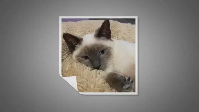 Video thumbnail for How Long Can An Indoor Cat Live Outside?