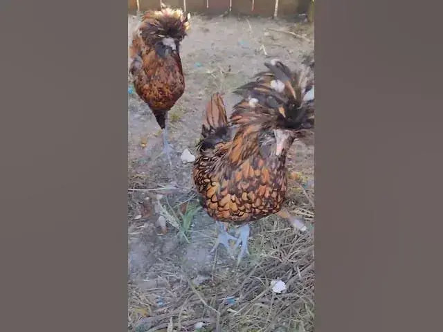 Video thumbnail for Gold Laced Polish Chicken Update #Shorts